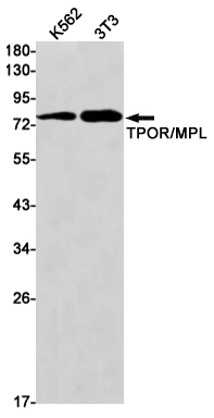 Western blot detection of TPOR/MPL in K562,C6 cell lysates using TPOR/MPL Rabbit mAb(1:1000 diluted).Predicted band size:71kDa.Observed band size:85kDa.