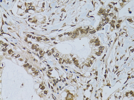 Immunohistochemistry - EMD Polyclonal Antibody 