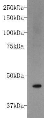 Fig1: Western blot analysis on NCCIT cell lysates using anti-FOXD3 rabbit polyclonal antibody.