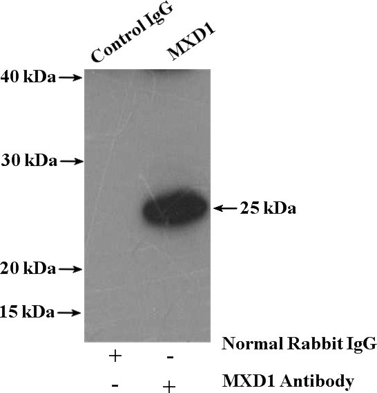 IP Result of anti-MXD1 (IP:Catalog No:112910, 4ug; Detection:Catalog No:112910 1:500) with HepG2 cells lysate 3000ug.