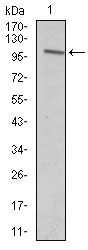 Western blot analysis using VAV1 mouse mAb against Jurkat (1) cell lysate.