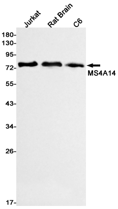 Western blot detection of MS4A14 in Jurkat,Rat Brain,C6 cell lysates using MS4A14 Rabbit mAb(1:1000 diluted).Predicted band size:77kDa.Observed band size:77kDa.