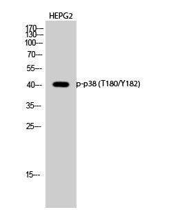 Western Blot analysis of HEPG2 cells using Phospho-p38 (T180/Y182) Polyclonal Antibody