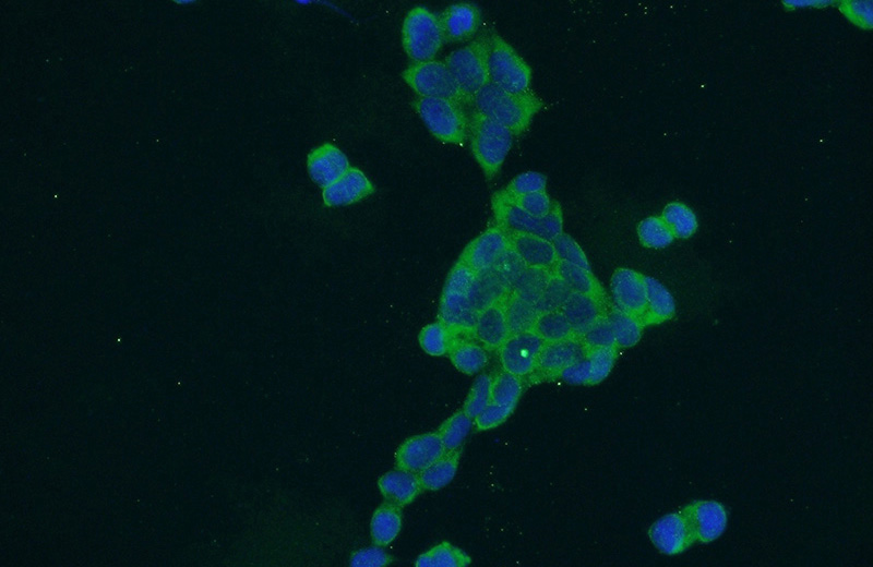 Immunofluorescent analysis of HEK-293 cells using Catalog No:108691(C20orf11 Antibody) at dilution of 1:50 and Alexa Fluor 488-congugated AffiniPure Goat Anti-Rabbit IgG(H+L)