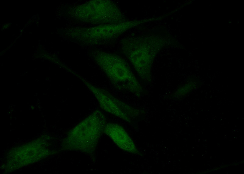 Immunofluorescent analysis of (10% Formaldehyde) fixed NIH/3T3 cells using Catalog No:112330(LRRC20 Antibody) at dilution of 1:50 and Alexa Fluor 488-congugated AffiniPure Goat Anti-Rabbit IgG(H+L)