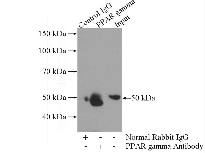 IP Result of anti-PPARG (IP:Catalog No:114081, 3ug; Detection:Catalog No:114081 1:700) with HL-60 cells lysate 4000ug.