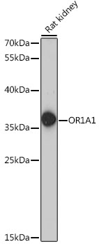 Western blot - OR1A1 Polyclonal Antibody 