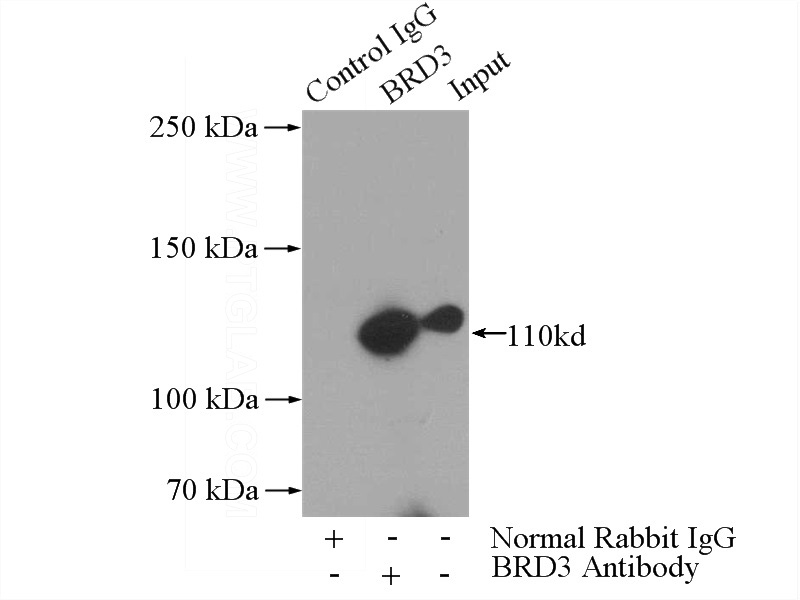 IP Result of anti-BRD3 (IP:Catalog No:117228, 4ug; Detection:Catalog No:117228 1:500) with HeLa cells lysate 4000ug.