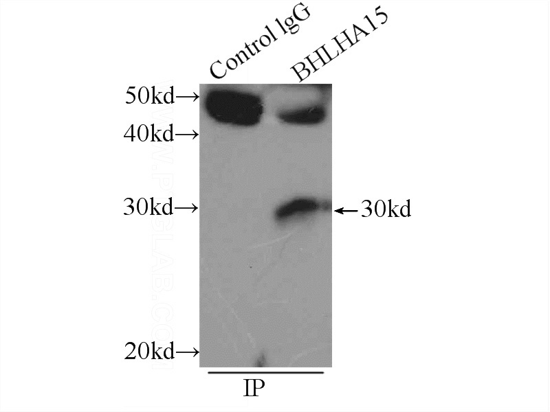 IP Result of anti-BHLHA15 (IP:Catalog No:117136, 3ug; Detection:Catalog No:117136 1:300) with mouse liver tissue lysate 6800ug.