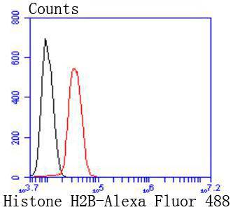 Fig9:; Flow cytometric analysis of Histone H2B was done on Hela cells. The cells were fixed, permeabilized and stained with the primary antibody ( 1/50) (red). After incubation of the primary antibody at room temperature for an hour, the cells were stained with a Alexa Fluor 488-conjugated Goat anti-Rabbit IgG Secondary antibody at 1/1000 dilution for 30 minutes.Unlabelled sample was used as a control (cells without incubation with primary antibody; black).