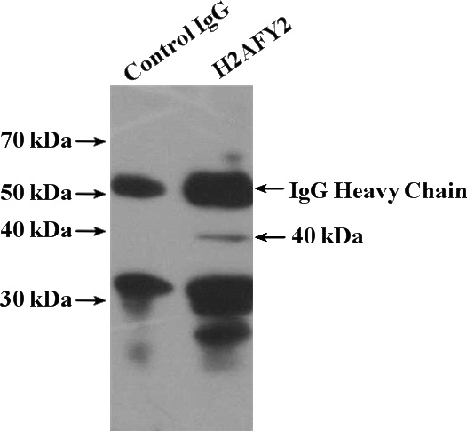 IP Result of anti-Histone H2A.2 (IP:Catalog No:111324, 4ug; Detection:Catalog No:111324 1:500) with HepG2 cells lysate 1000ug.