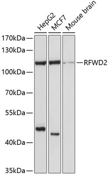 Western blot - RFWD2 Polyclonal Antibody 