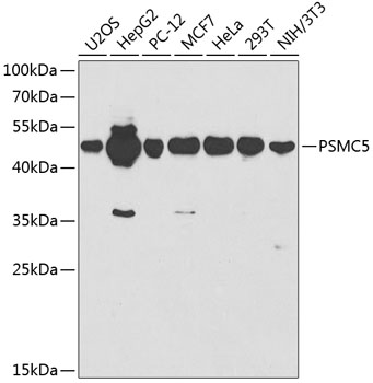 Western blot - PSMC5 Polyclonal Antibody 