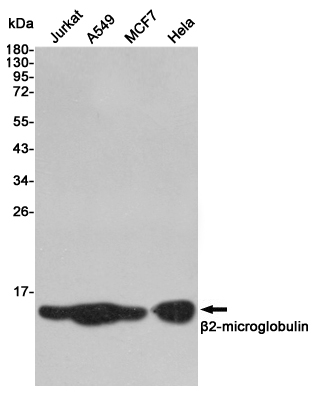 Western blot detection of β2-microglobulin in Jurkat,A549,MCF7 and Hela cell lysates using β2-microglobulin mouse mAb (1:2000 diluted).Predicted band size:14KDa.Observed band size:14KDa.