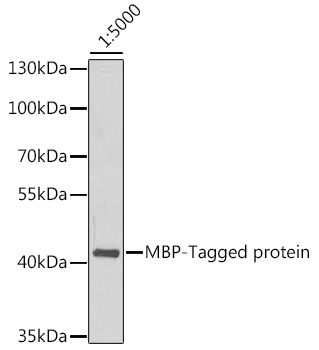 Western blot - Mouse anti MBP-Tag mAb 