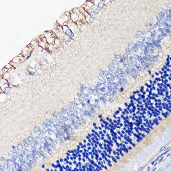 Immunohistochemistry - DRD4 Polyclonal Antibody 