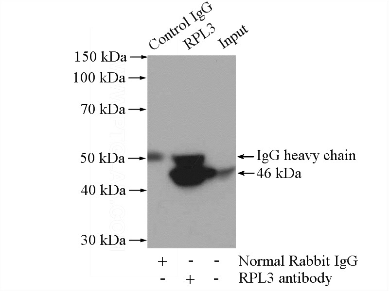 IP Result of anti-RPL3 (IP:Catalog No:114887, 4ug; Detection:Catalog No:114887 1:500) with mouse kidney tissue lysate 4000ug.