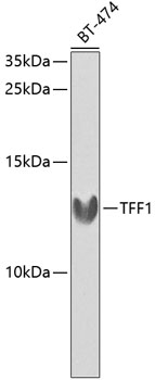 Western blot - TFF1 Polyclonal Antibody 