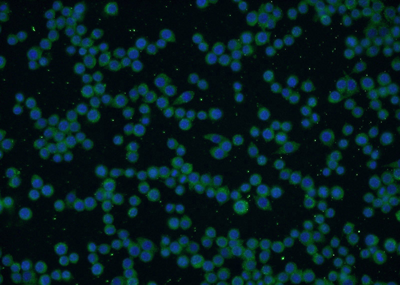 Immunofluorescent analysis of RAW 264.7 cells using Catalog No:107472(P85a; PIK3R1 Antibody) at dilution of 1:50 and Alexa Fluor 488-congugated AffiniPure Goat Anti-Mouse IgG(H+L)