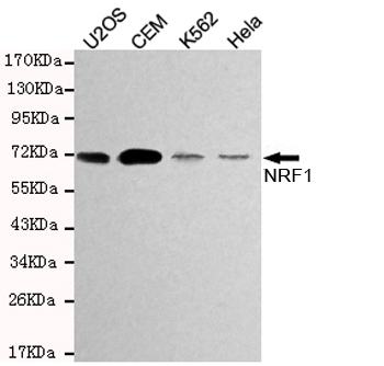Western blot detection of NRF1 in Hela,K562,CEM and U2OS cell lysates using TCF11/NRF1 mouse mAb (1:1000 diluted).Predicted band size:67KDa.Observed band size:72KDa.