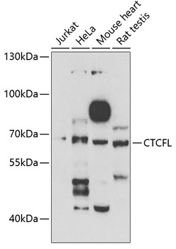 Western blot - CTCFL Polyclonal Antibody 