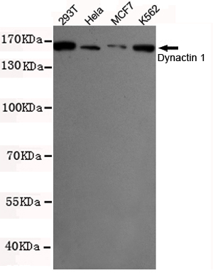 Western blot detection of Dynactin 1 in K562,MCF7,293T and Hela cell lysates using Dynactin 1 mouse mAb (1:500 diluted).Predicted band size:150KDa.Observed band size: 150KDa.
