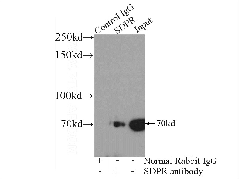 IP Result of anti-SDPR (IP:Catalog No:115034, 4ug; Detection:Catalog No:115034 1:1000) with mouse heart tissue lysate 8000ug.