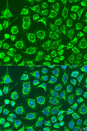 Immunofluorescence - GYPB Polyclonal Antibody 