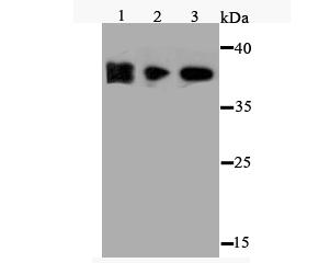 Fig1: Western blot analysis of FPR1 on different cell lysate using anti-FPR1 antibody at 1/500 dilution.; Positive control:; Lane 1: NCCIT Lane 2: MEF; Lane 3: HES