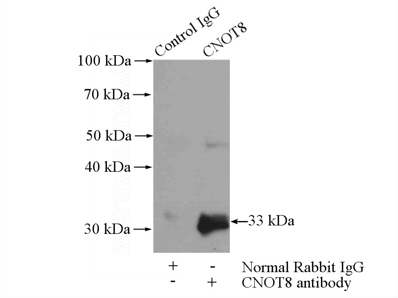 IP Result of anti-CNOT8 (IP:Catalog No:109354, 4ug; Detection:Catalog No:109354 1:600) with mouse testis tissue lysate 4000ug.