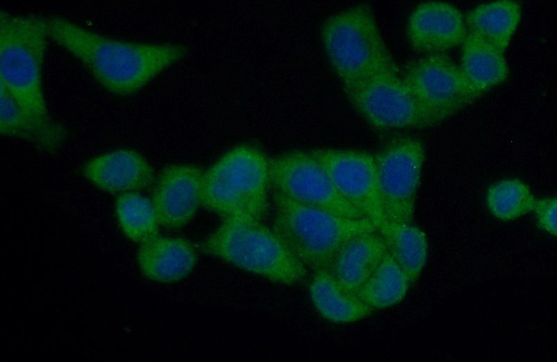Immunofluorescent analysis of (10% Formaldehyde) fixed HepG2 cells using Catalog No:110465(FAM120A Antibody) at dilution of 1:50 and Alexa Fluor 488-congugated AffiniPure Goat Anti-Rabbit IgG(H+L)