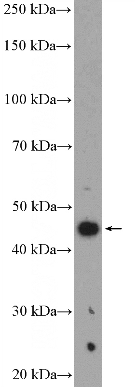 mouse brain tissue were subjected to SDS PAGE followed by western blot with Catalog No:116737(Vegfa Antibody) at dilution of 1:1500