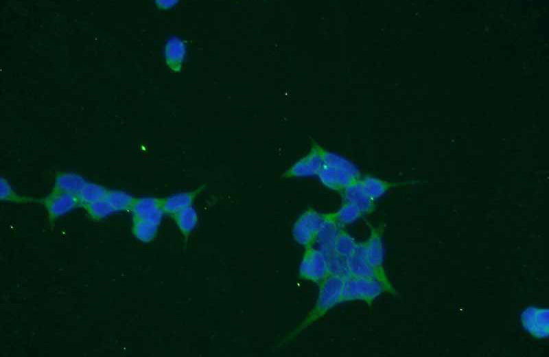 Immunofluorescent analysis of HEK-293 cells using Catalog No:116208(TPMT Antibody) at dilution of 1:50 and Alexa Fluor 488-congugated AffiniPure Goat Anti-Rabbit IgG(H+L)