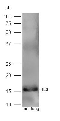 Fig1: Sample: Lung(Mouse) lysate at 30ug;; Primary: Anti- IL3 at 1:300 dilution;; Secondary: HRP conjugated Goat-Anti-rabbit IgG(bs-0295G-HRP) at 1: 5000 dilution;; Predicted band size:16 kD; Observed band size:16 kD
