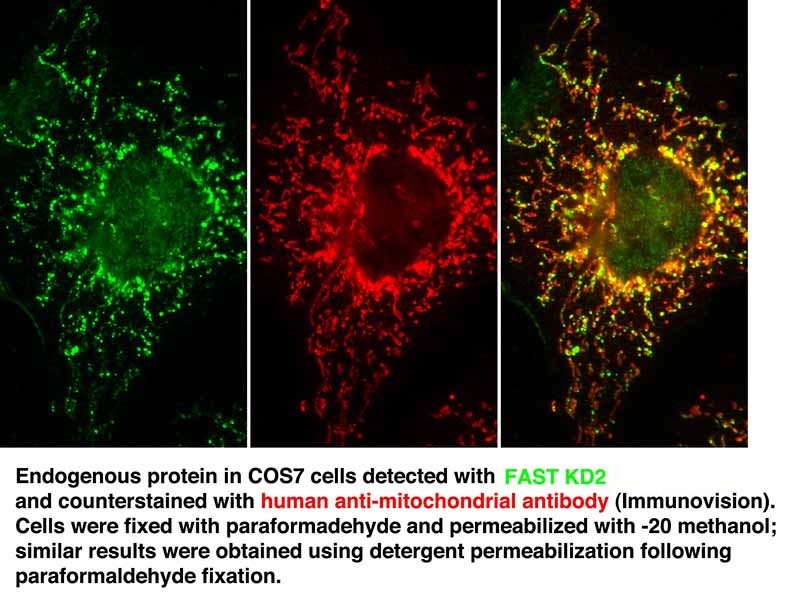 IF result of anti-FASTKD2 (Catalog No:110530) with COS7 cells.