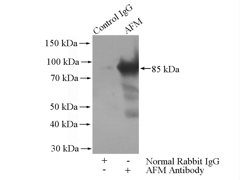 IP Result of anti-AFM (IP:Catalog No:107910, 4ug; Detection:Catalog No:107910 1:2000) with human plasma tissue lysate 4000ug.
