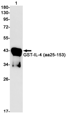 Western blot detection of IL-4 in GST-IL-4 (aa25-153) cell lysates using IL-4 Rabbit mAb(1:1000 diluted).Predicted band size:17kDa.Observed band size:17kDa.