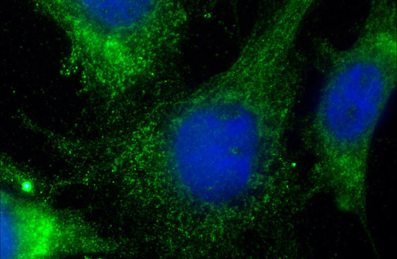 Immunofluorescent analysis of (-20oc Ethanol) fixed NIH/3T3 cells using Catalog No:115574(SPINT1 Antibody) at dilution of 1:50 and Alexa Fluor 488-congugated AffiniPure Goat Anti-Rabbit IgG(H+L)