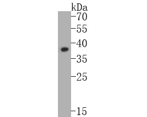 Fig1:; Western blot analysis of DPPA2 on F9 cell lysates. Proteins were transferred to a PVDF membrane and blocked with 5% BSA in PBS for 1 hour at room temperature. The primary antibody ( 1/500) was used in 5% BSA at room temperature for 2 hours. Goat Anti-Rabbit IgG - HRP Secondary Antibody (HA1001) at 1:5,000 dilution was used for 1 hour at room temperature.