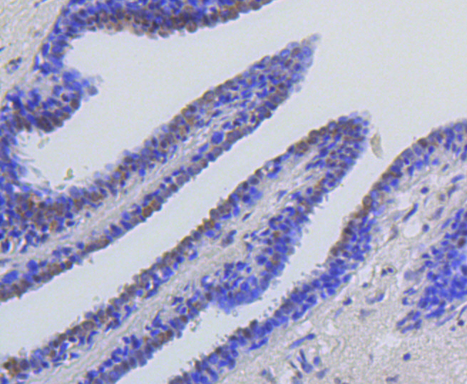 Immunohistochemistry - Acetyl-Histone H2A-K9 mAb 