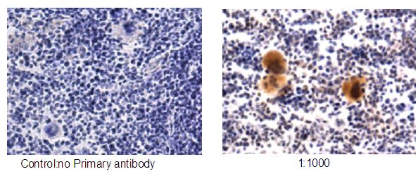 IHC result from Barry Bradford of Catalog No:114435(1:1,000) in Mouse Spleen.