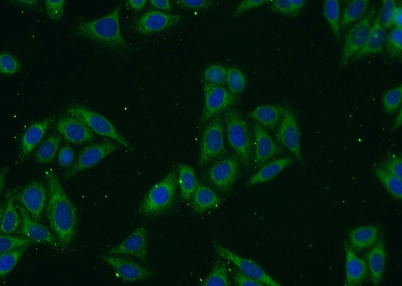 Immunofluorescent analysis of HepG2 cells using Catalog No:115794(STX17 Antibody) at dilution of 1:50 and Alexa Fluor 488-congugated AffiniPure Goat Anti-Rabbit IgG(H+L)