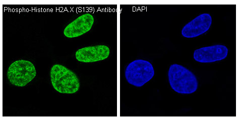 Immunofluorescent analysis of HeLa cells treated with H2O2, using Phospho-Histone H2A.X (S139) Antibody.