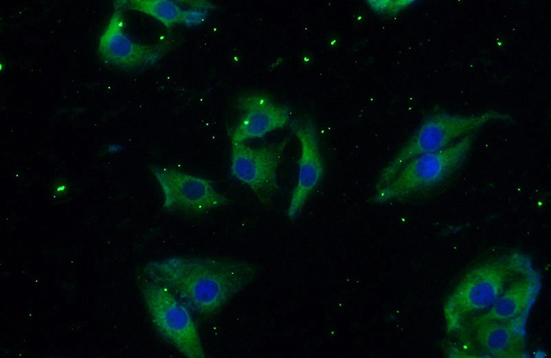 Immunofluorescent analysis of SH-SY5Y cells using Catalog No:111719(ELAVL4 Antibody) at dilution of 1:25 and Alexa Fluor 488-congugated AffiniPure Goat Anti-Rabbit IgG(H+L)