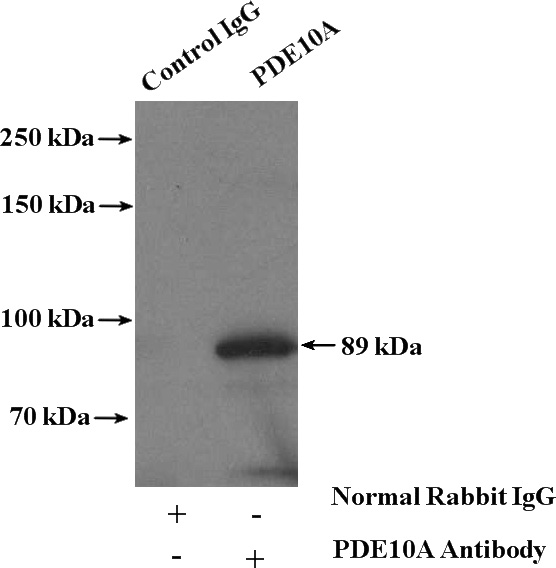 IP Result of anti-PDE10A (IP:Catalog No:113655, 4ug; Detection:Catalog No:113655 1:300) with mouse brain tissue lysate 5200ug.