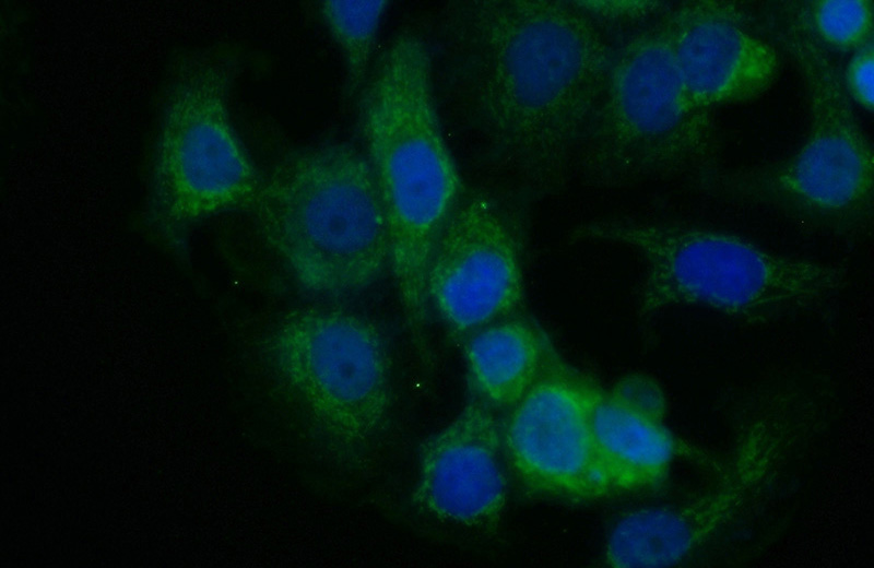 Immunofluorescent analysis of MCF-7 cells using Catalog No:115495(BAG4 Antibody) at dilution of 1:50 and Alexa Fluor 488-congugated AffiniPure Goat Anti-Rabbit IgG(H+L)