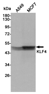 Western blot detection of KLF4 in A549 and MCF7 cell lysates using KLF4 mouse mAb (1:2000 diluted).Predicted band size:54KDa.Observed band size:50KDa.