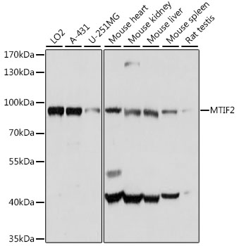 Western blot - MTIF2 Polyclonal Antibody 