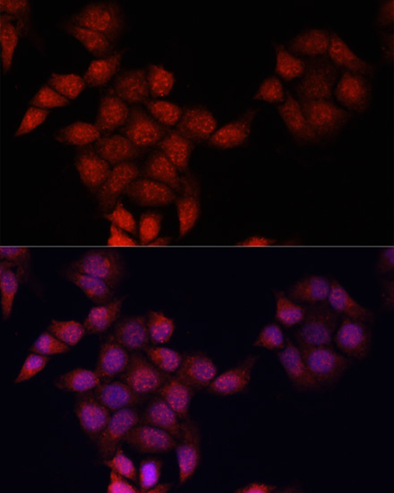 Immunofluorescence - Apoe Polyclonal Antibody 