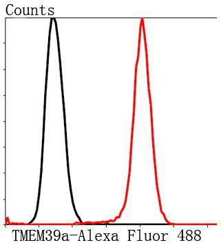 Fig4: Flow cytometric analysis of Hela cells with TMEM39a antibody at 1/100 dilution (blue) compared with an unlabelled control (cells without incubation with primary antibody; red). Alexa Fluor 488-conjugated Goat anti rabbit IgG was used as the secondary antibody.